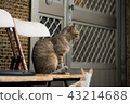 Cat  43214688