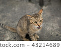 Cat  43214689