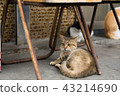 Cat  43214690