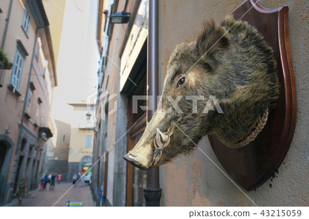 Boar seen in the alley of Orvieto, Italy Boar seen in the alley of Orvieto, Italy 43215059