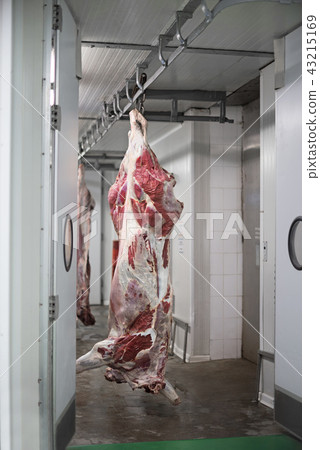 The meat processing plant. carcasses of beef hang on hooks. 43215169