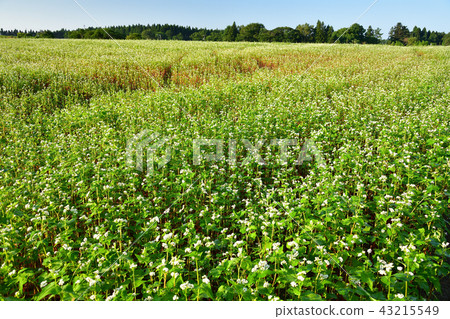 在北海道綾部町的燕麥田的蕎麥花盛開的仲夏早晨風景的仲夏風景拍照 43215549