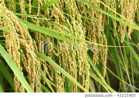 Rural landscape Rural landscape 43215905