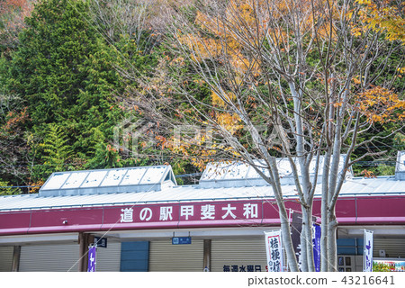 [啟動大和路站秋葉] 43216641