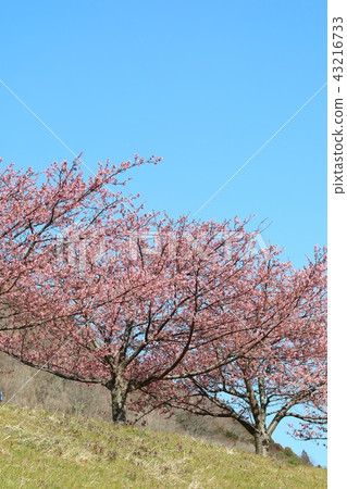 Kawazu櫻桃樹銀行排行了藍天 43216733