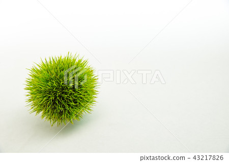 [Autumn taste chestnut] 43217826