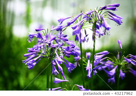 Agapanthus blue-purple flower 43217962