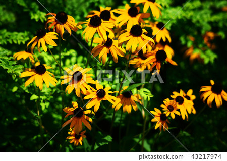 Rudbeckia flower Rudbeckia flower 43217974