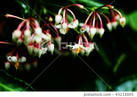 White flower of Manryo 43218005