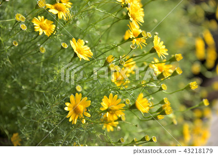 Yellow flower Yellow flower 43218179