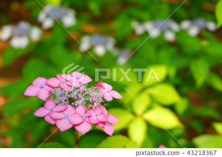 繡球 繡球 43218367