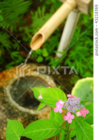 hydrangea hydrangea 43218369
