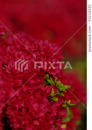盛開的紅色，明亮的杜鵑花在眼睛裡。 43218385
