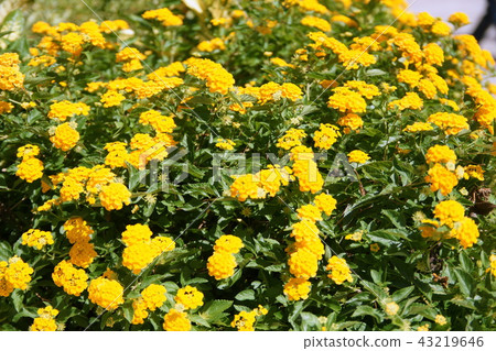 Flower bed yellow flower 43219646