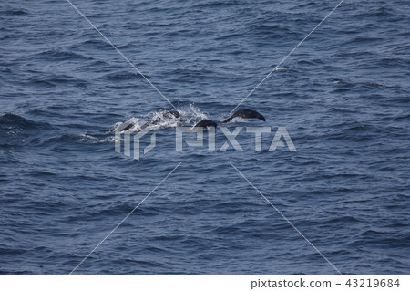 Jumping of the kitten fur 43219684