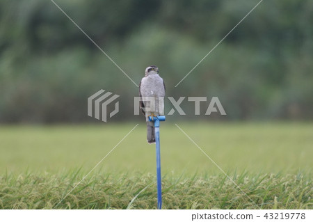 Otaka成年鳥 Otaka成年鳥 43219778