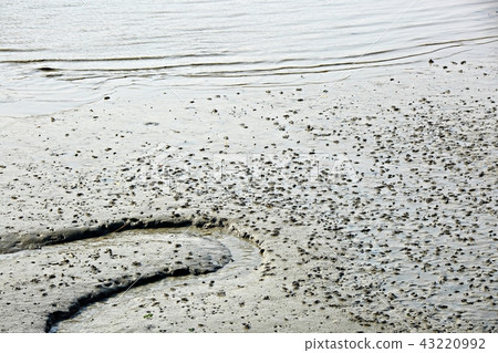 Gaudo Gangjin Tidal Flat Gaudo Gangjin Tidal Flat 43220992