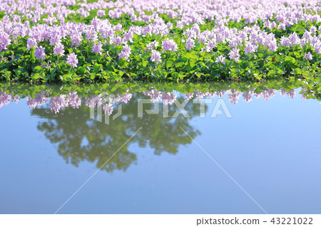 [Shodon-cho, Kashihara-shi, Nara Prefecture] Water hyacinth of Honyakushi-ji Temple 43221022