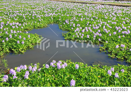 [Shodon-cho, Kashihara-shi, Nara Prefecture] Water hyacinth of Honyakushi-ji Temple 43221023