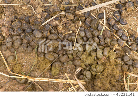 manure animal dung donkey shit soil fertilizer manure animal dung donkey shit soil fertilizer 43221141