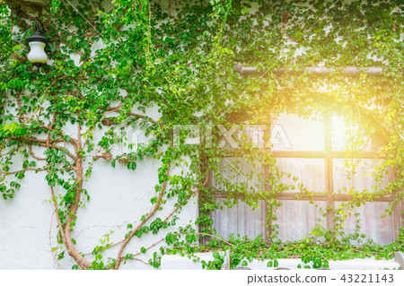 countryside house windows with creeping plant vine countryside house windows with creeping plant vine 43221143