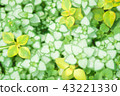 葉子植物 43221330