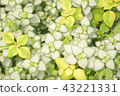 葉子植物 43221331