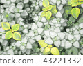 葉子植物 43221332