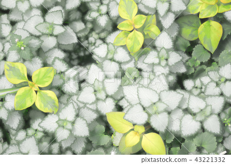 Foliage plant Foliage plant 43221332