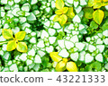 葉子植物 43221333