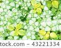 葉子植物 43221334