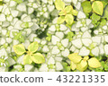 葉子植物 43221335