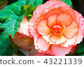 花 43221339