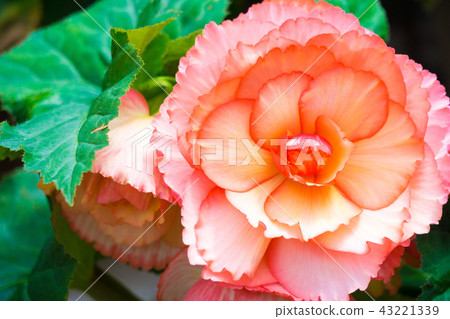 花 花 43221339