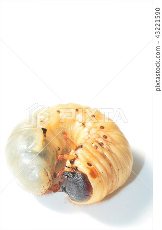 Domestic beetle larvae white background Domestic beetle larvae white background 43221590