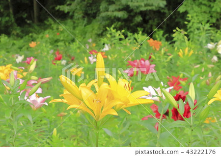 Yuri百合Yuri 43222176