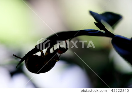 半獨立式外殼 43222840