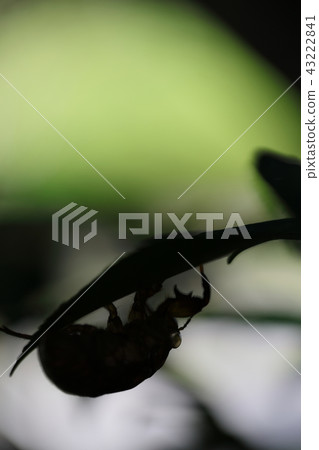 半獨立式外殼 半獨立式外殼 43222841