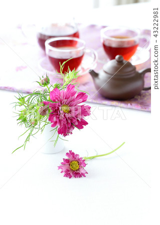 波斯菊茶時間 43222981