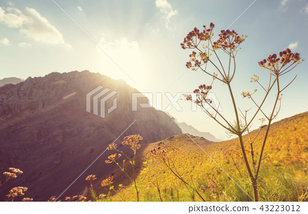 Chimgan mountains 43223012