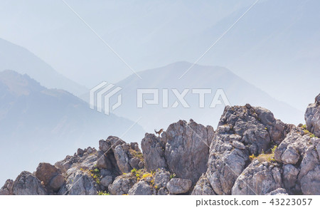 Mountains goat 43223057