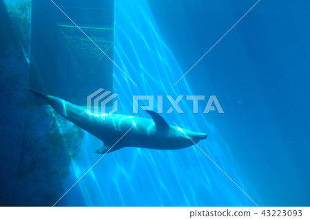 Joetsu City Aquatic Museum Seagull Dolphins backstroke Joetsu City 43223093