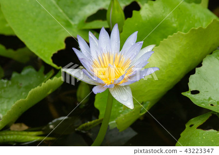 blue water lily with green leaves 43223347