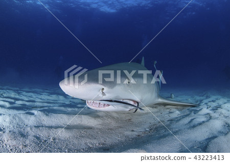 檸檬鯊魚在巴哈馬群島 43223413