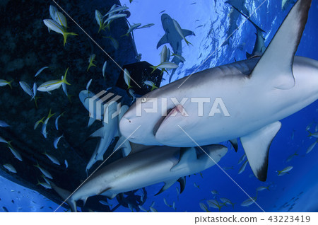 在巴哈馬群中的鯊魚群 43223419