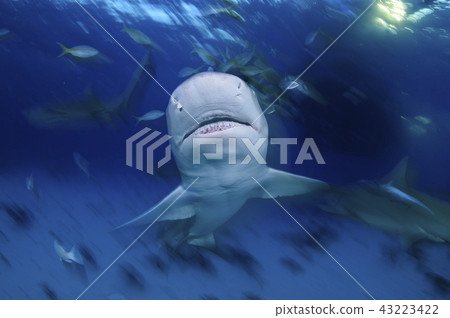 Lemon shark face 43223422