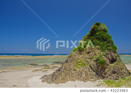 Amami Oshima / Kagoshima Amami Oshima / Kagoshima 43223463