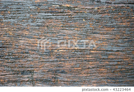 old wet wood texture in jungle for background. old wet wood texture in jungle for background. 43223464