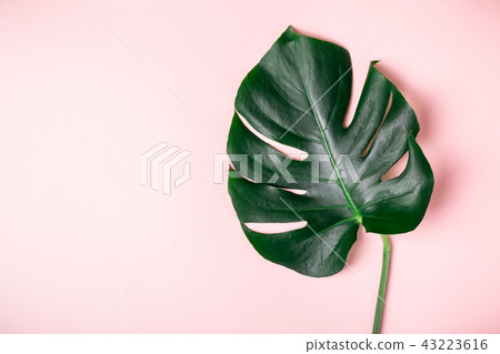 Monstera leaf on a pink background. Summer exotic minimalistic background 43223616