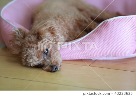 toy poodle  43223623